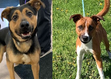 quad cities pets .